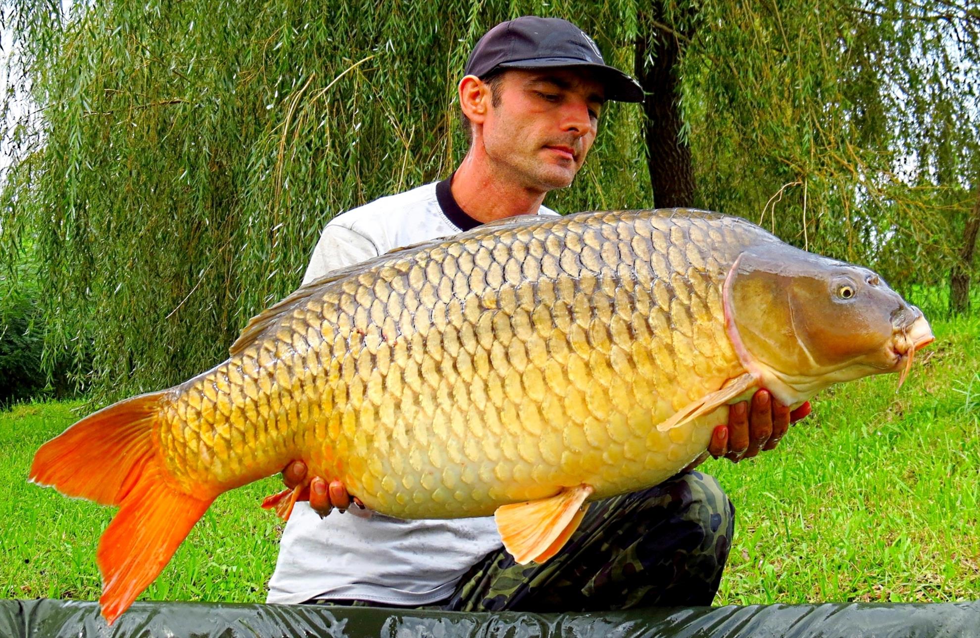 Palici Sep.2014 - img6120-011-comun-1981-kg-la-1310.JPG